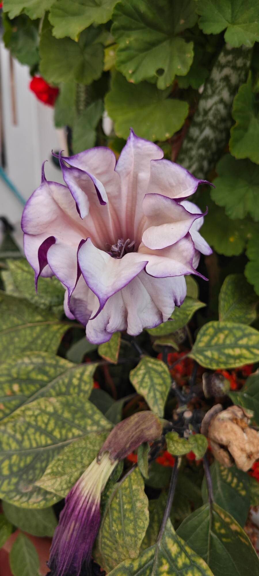 Datura metel (Devil's Trumpet Plant) (alternate view 9)