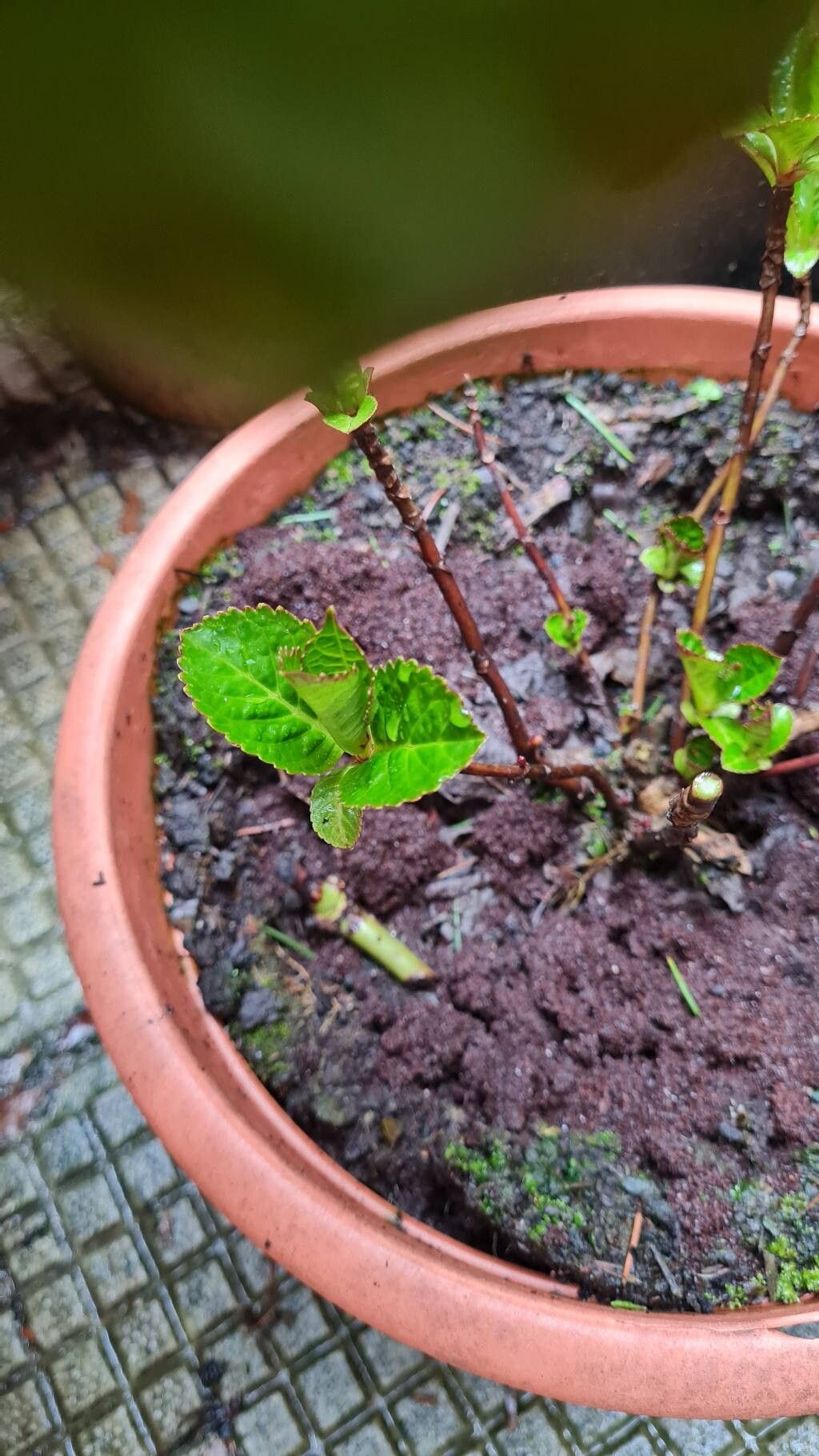Hydrangea macrophylla (Bigleaf Hydrangea) (alternate view 2)