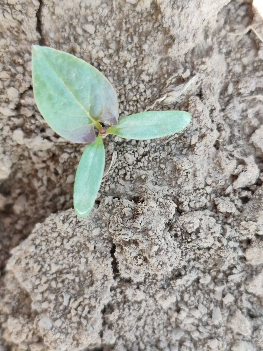 Fallopia convolvulus (Black-bindweed) (alternate view 15)
