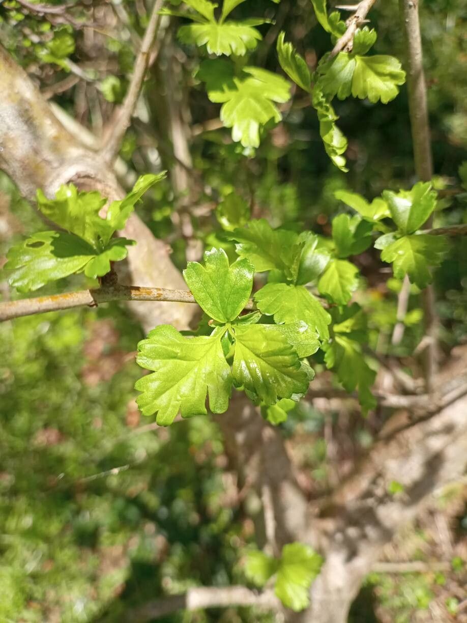 Crataegus laevigata (English Hawthorn) (alternate view 12)