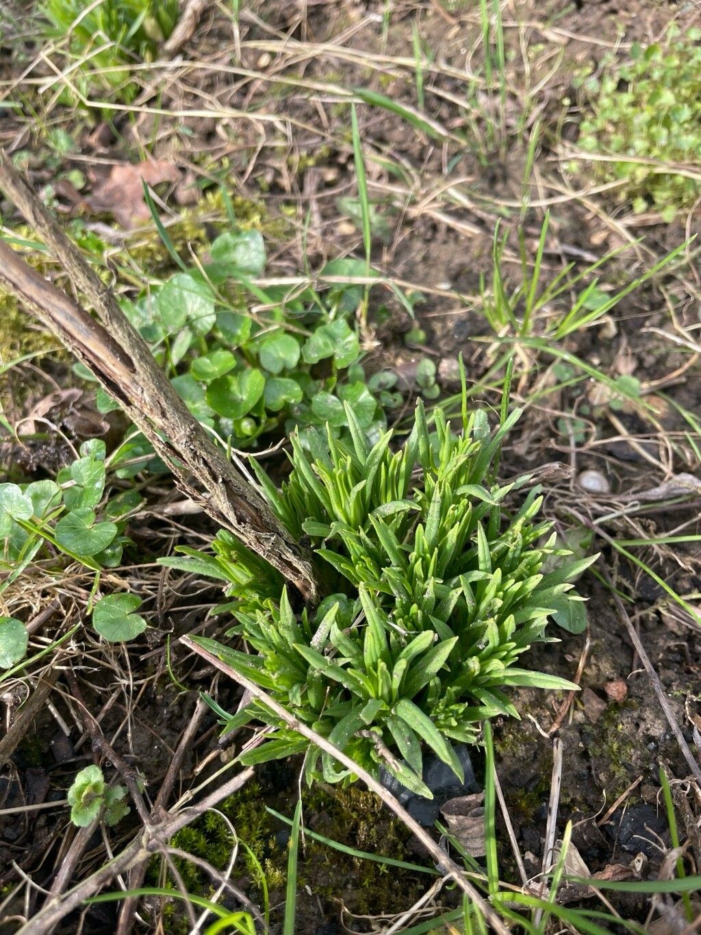Dianthus barbatus (sweet William) (alternate view 14)