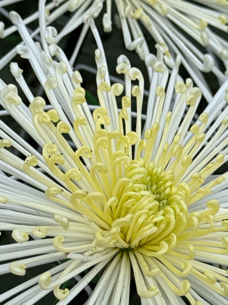 Chrysanthemum × morifolium (Garden Mum) (alternate view 11)