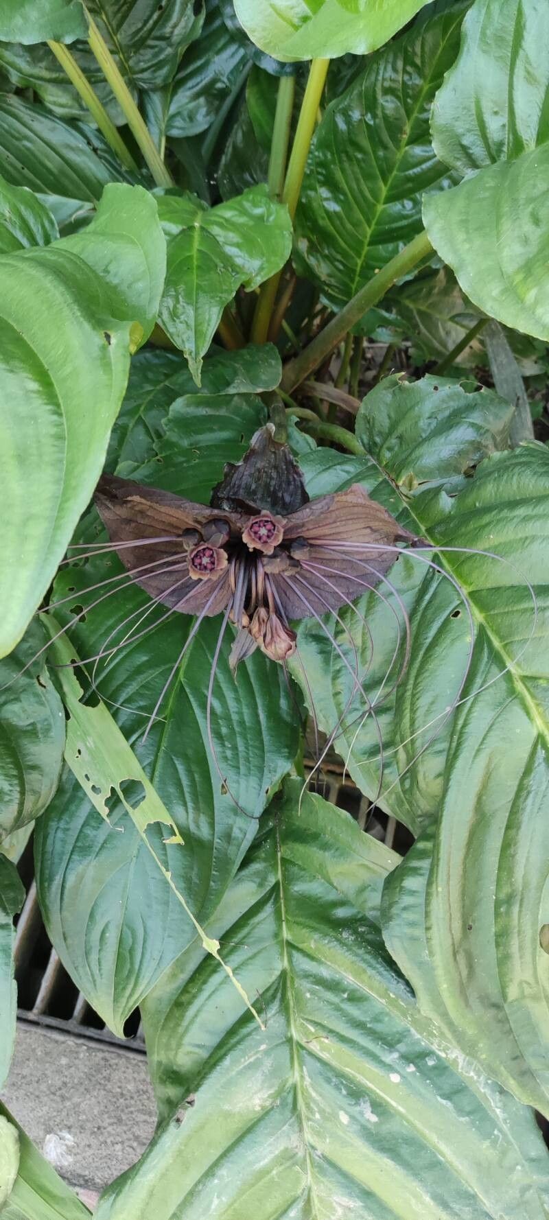 Tacca chantrieri (Black Bat Flower) (alternate view 2)