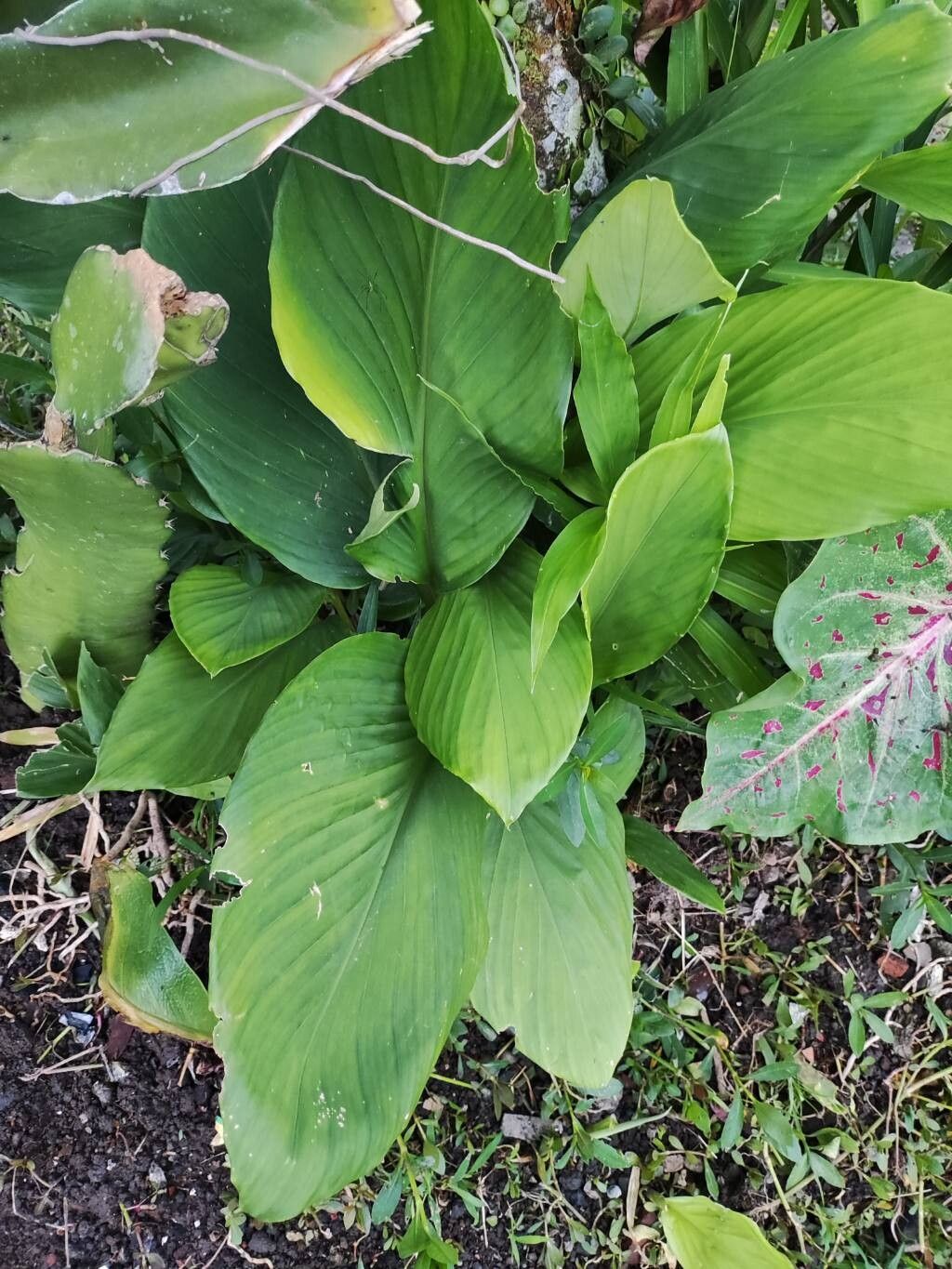 Curcuma (turmerics) (alternate view 3)