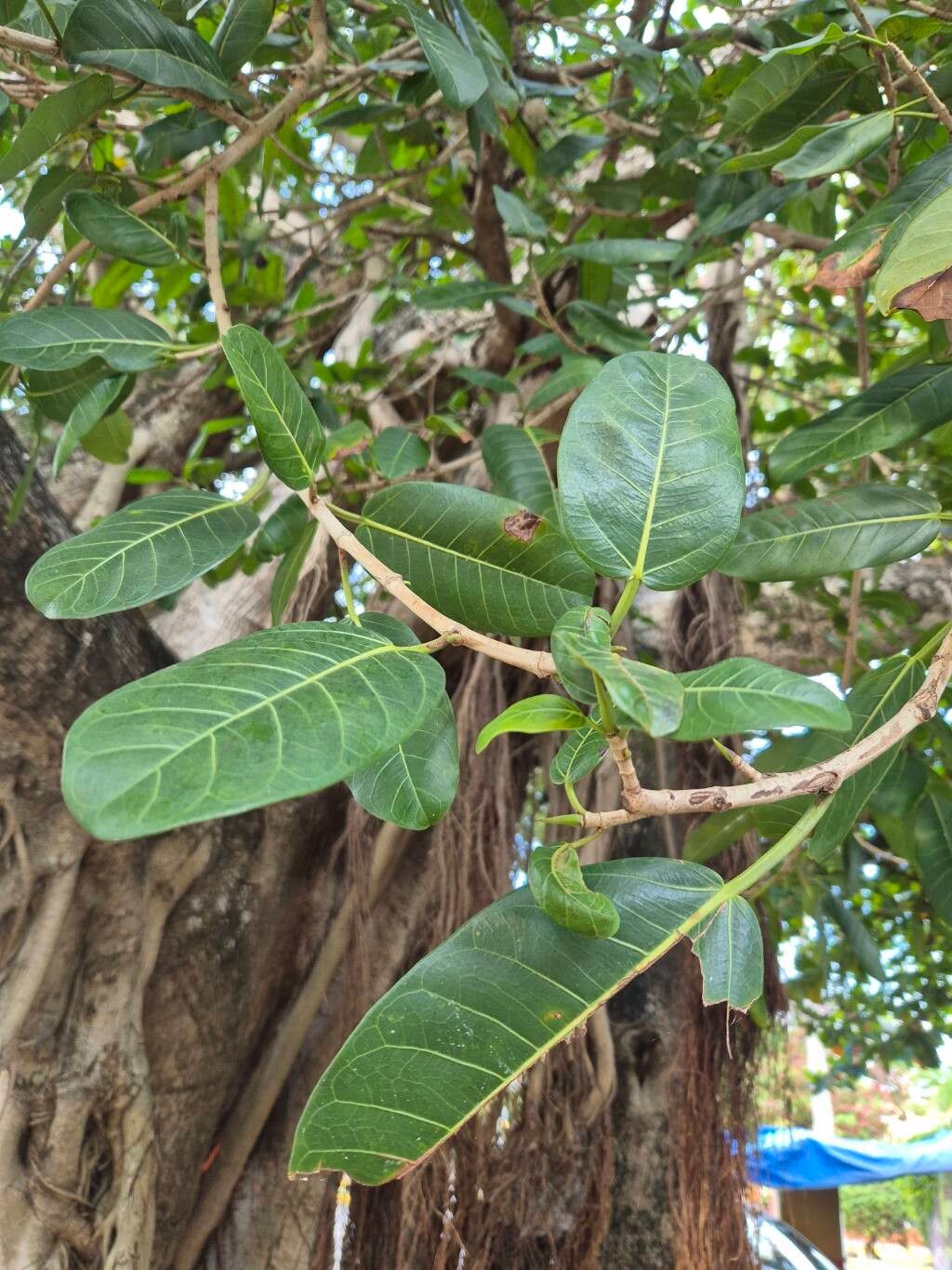 Ficus aurea (Florida Strangler Fig) (alternate view 11)