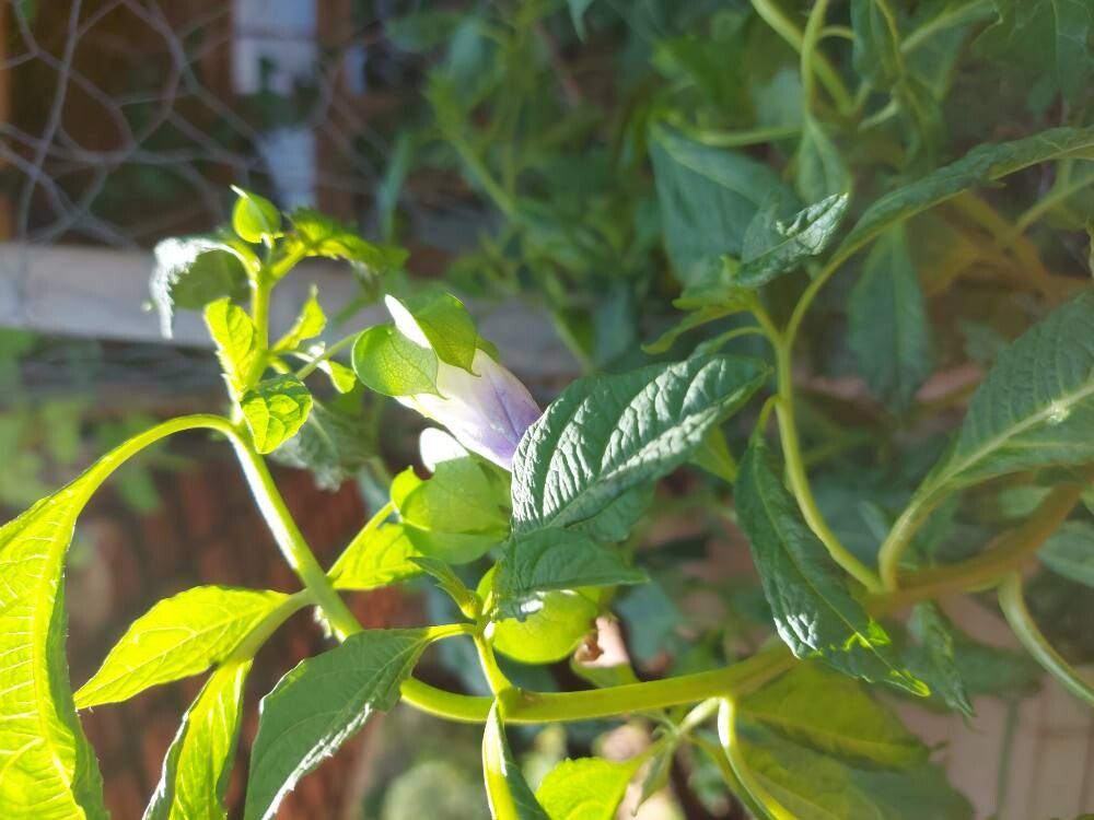 Nicandra physalodes (apple-of-Peru) (alternate view 11)