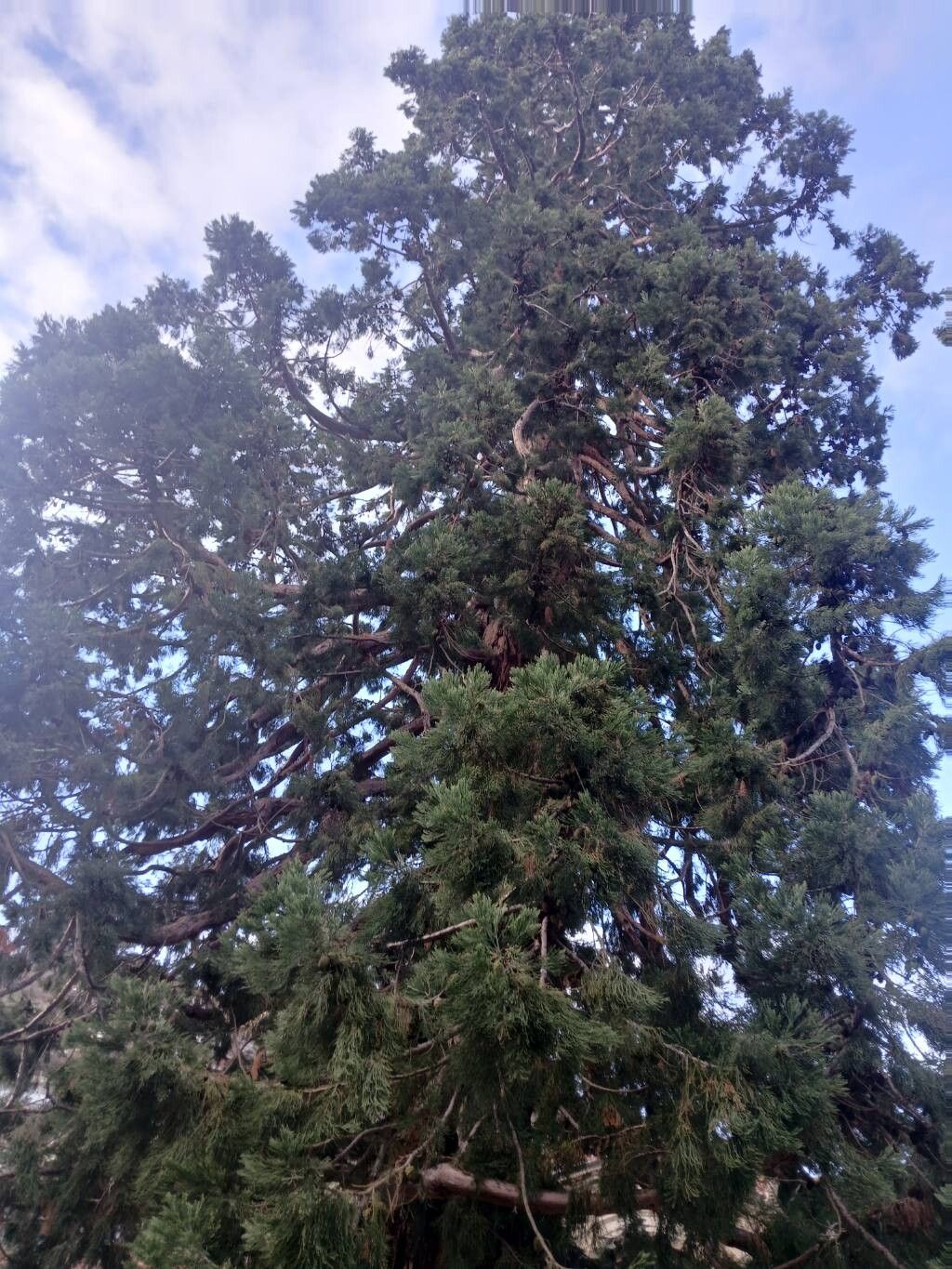 Sequoiadendron giganteum (giant sequoia) (alternate view 2)