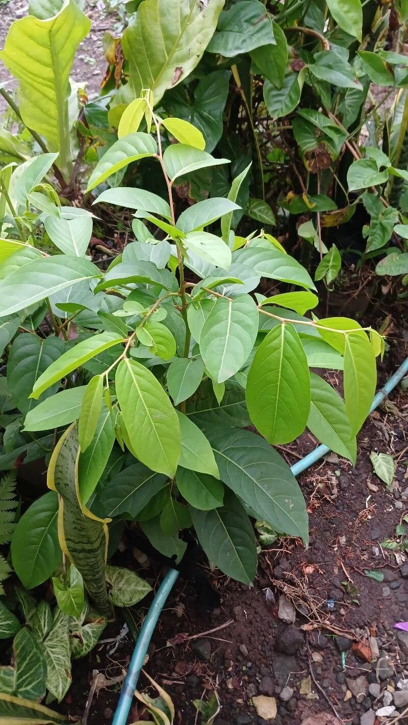 Lagerstroemia (crape-myrtles) (alternate view 2)