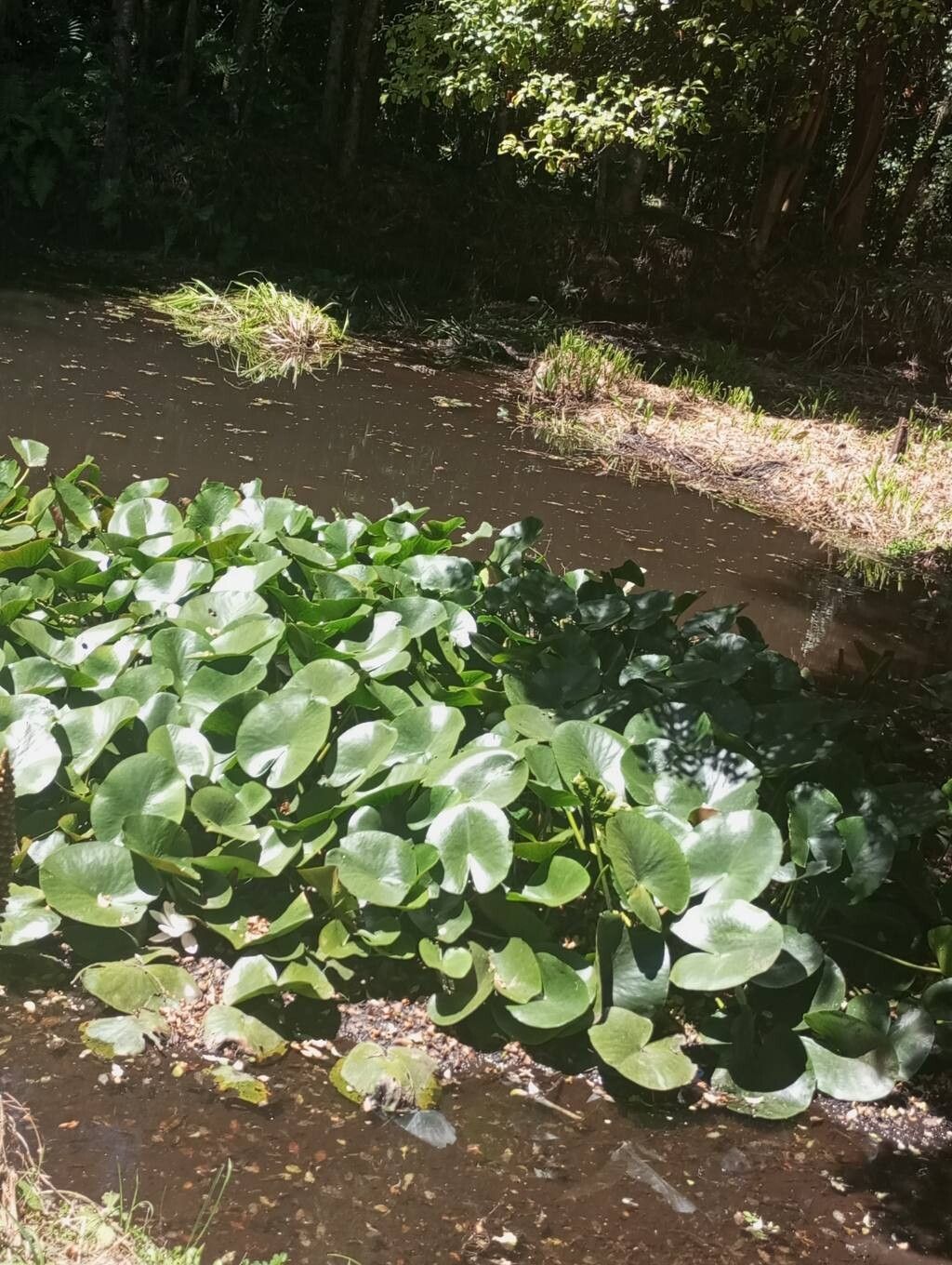 Nymphaea alba (European White Waterlily) (alternate view 12)