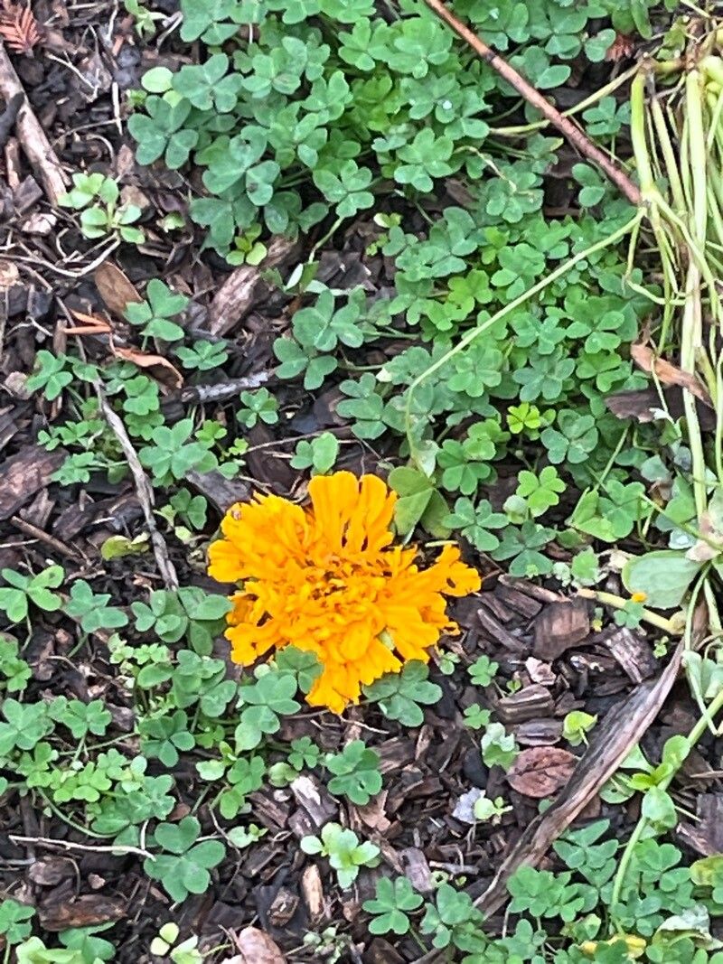 Tagetes erecta (Mexican Marigold) (alternate view 12)