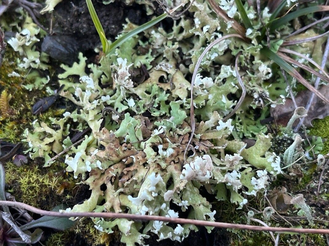 Lysimachia tenella (Bog Pimpernel) (alternate view 12)