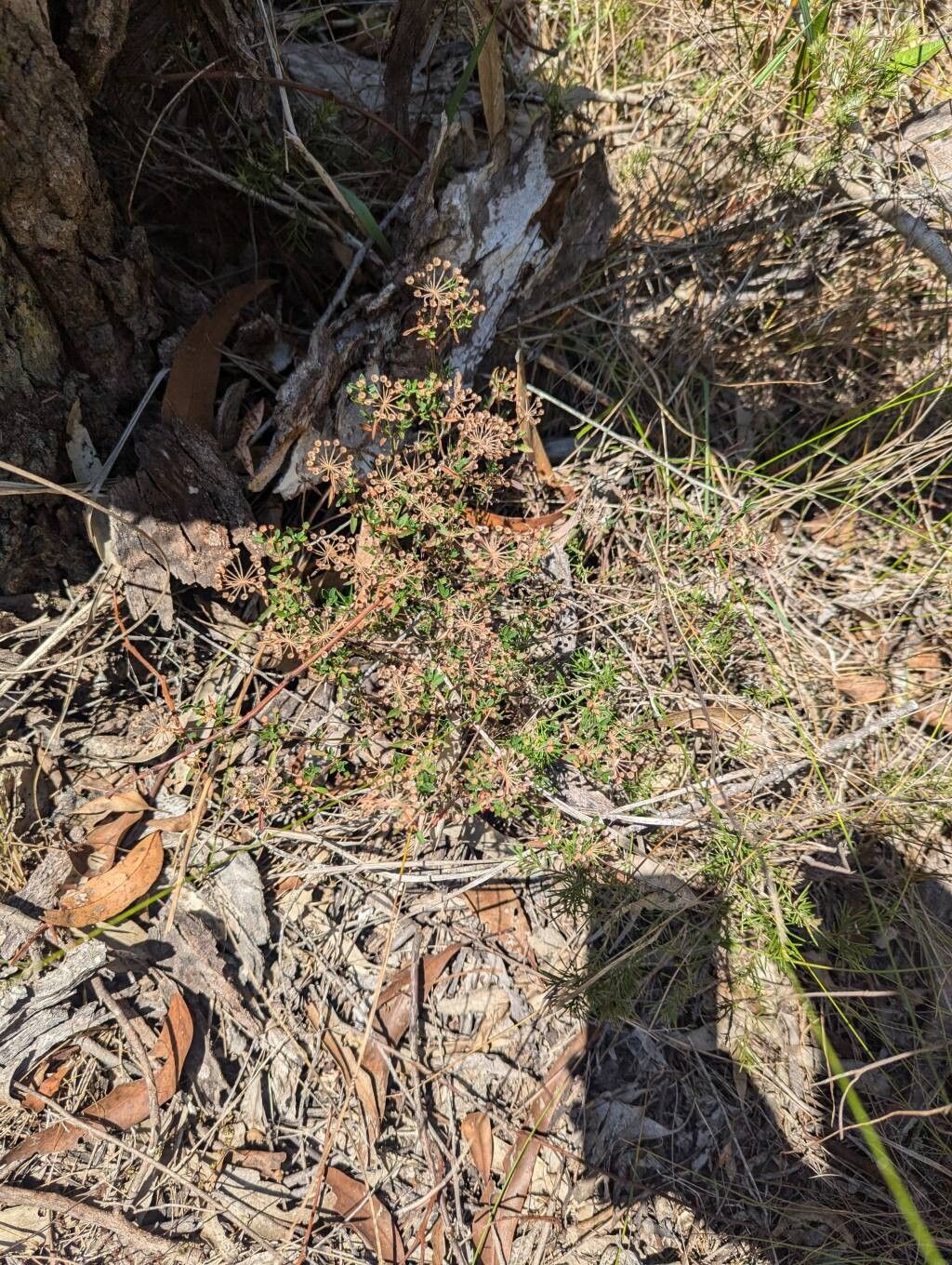 Pomax umbellata (pomax) (alternate view 10)