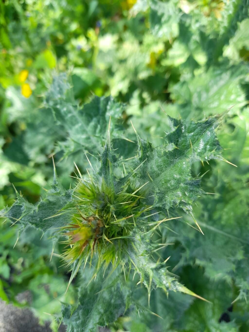 Carduus tenuiflorus (slenderflower thistle) (alternate view 11)