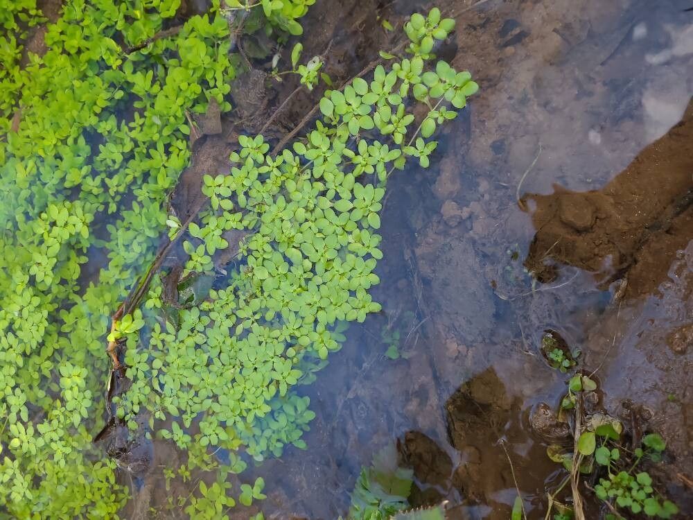 Callitriche stagnalis (Pond water-starwort) (alternate view 12)