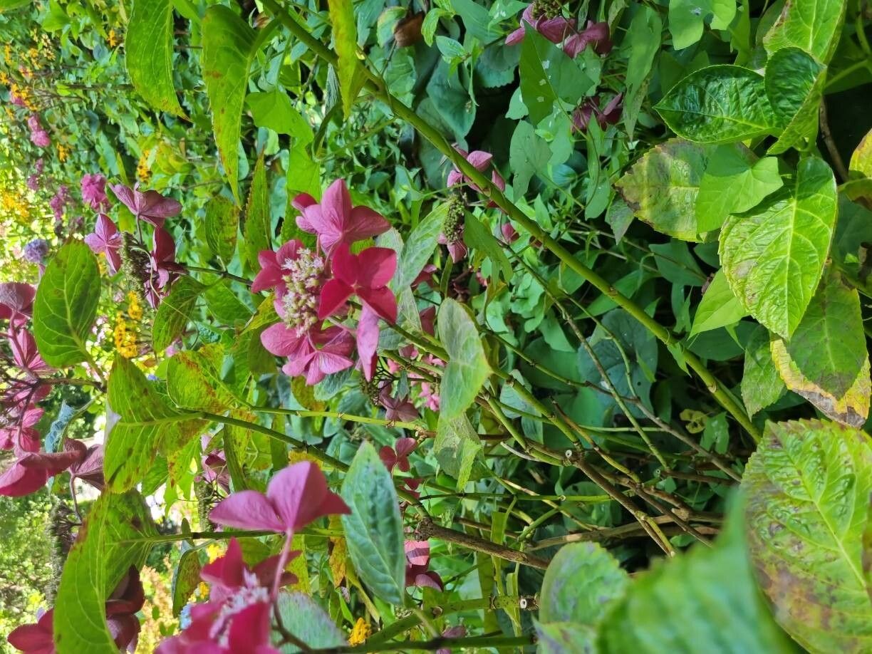 Hydrangea macrophylla (bigleaf hydrangea) (alternate view 10)