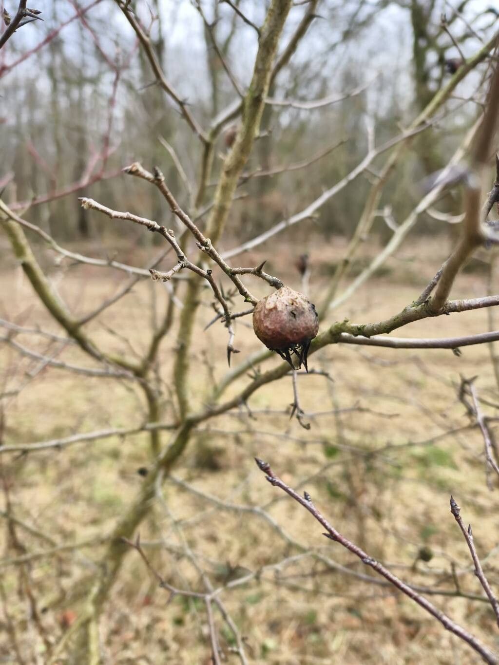 Crataegus germanica (Medlar) (alternate view 14)