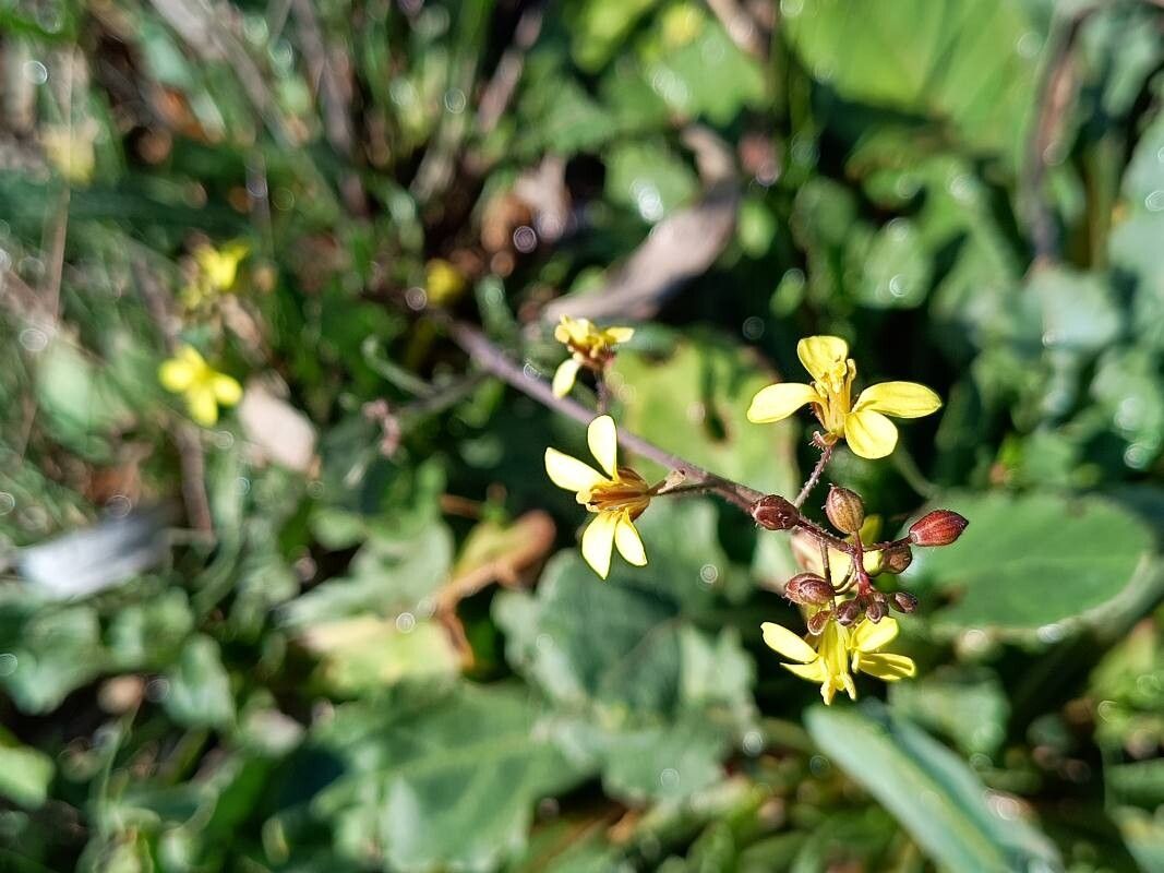Diplotaxis muralis (annual wall-rocket) (alternate view 13)
