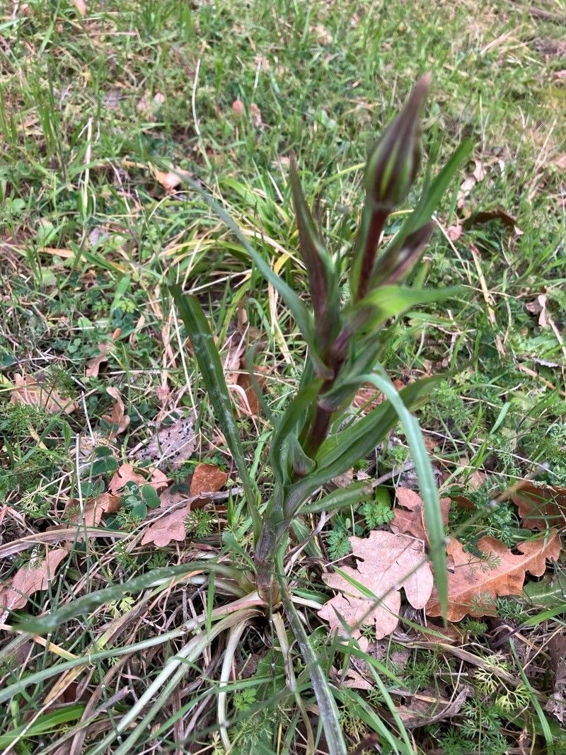 Tragopogon pratensis (meadow salsify) (alternate view 12)