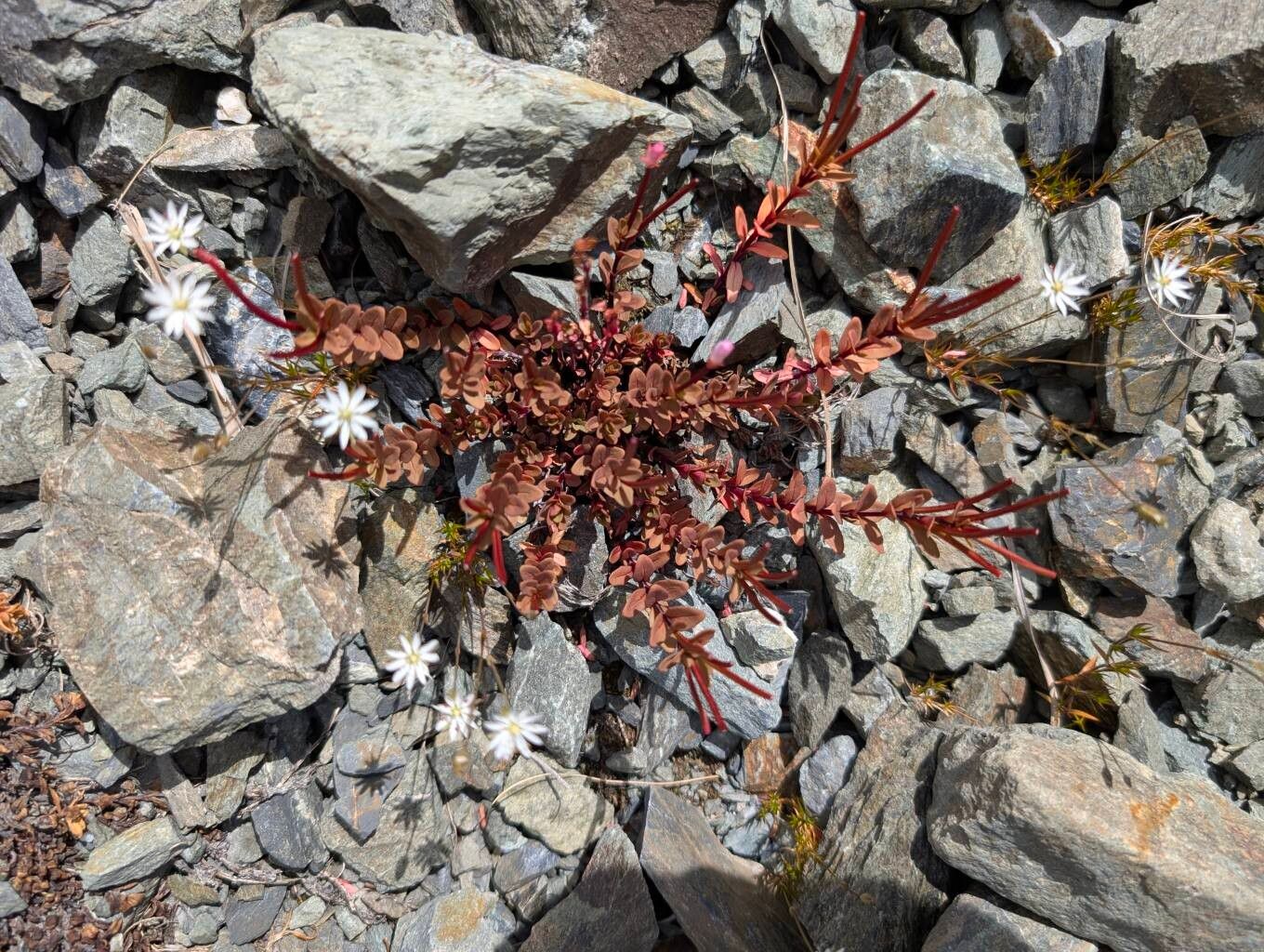 Epilobium brunnescens (New Zealand Willowherb) (alternate view 12)