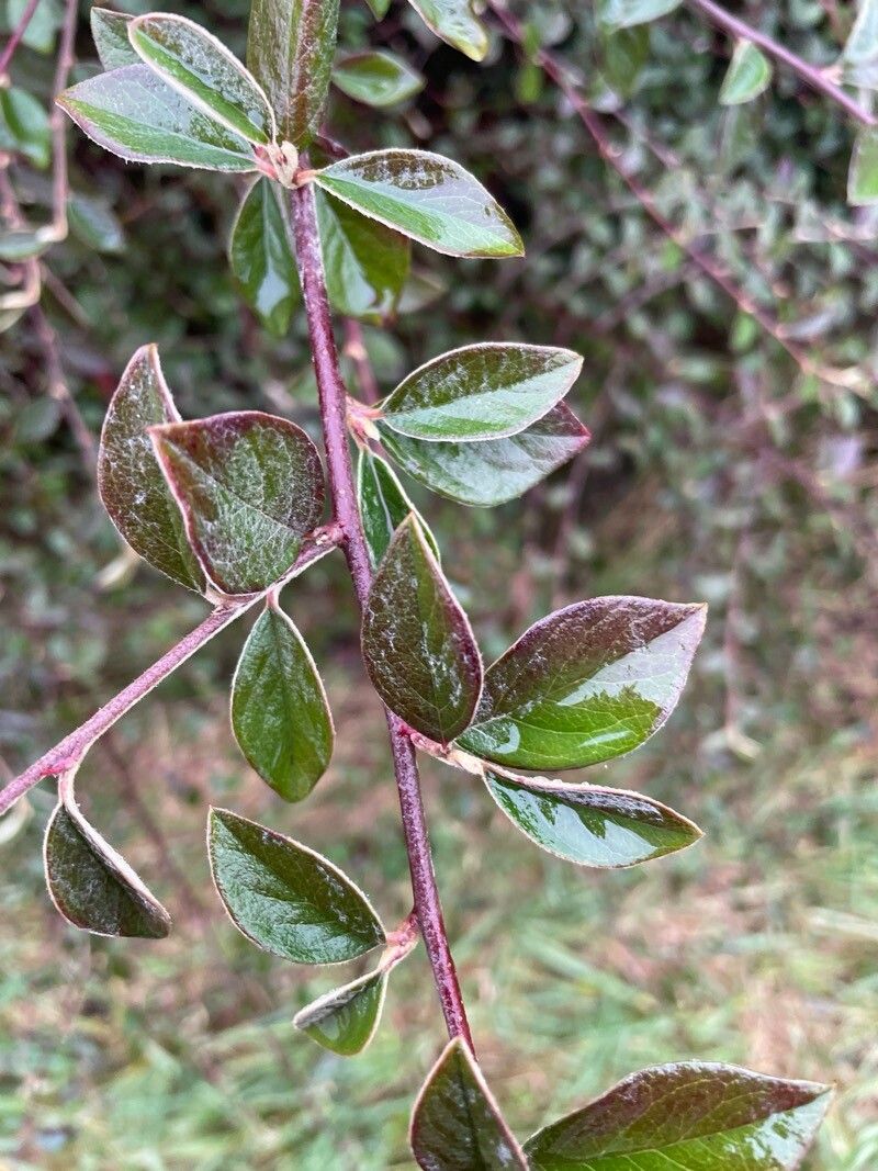 Cotoneaster franchetii (Franchet cotoneaster) (alternate view 4)