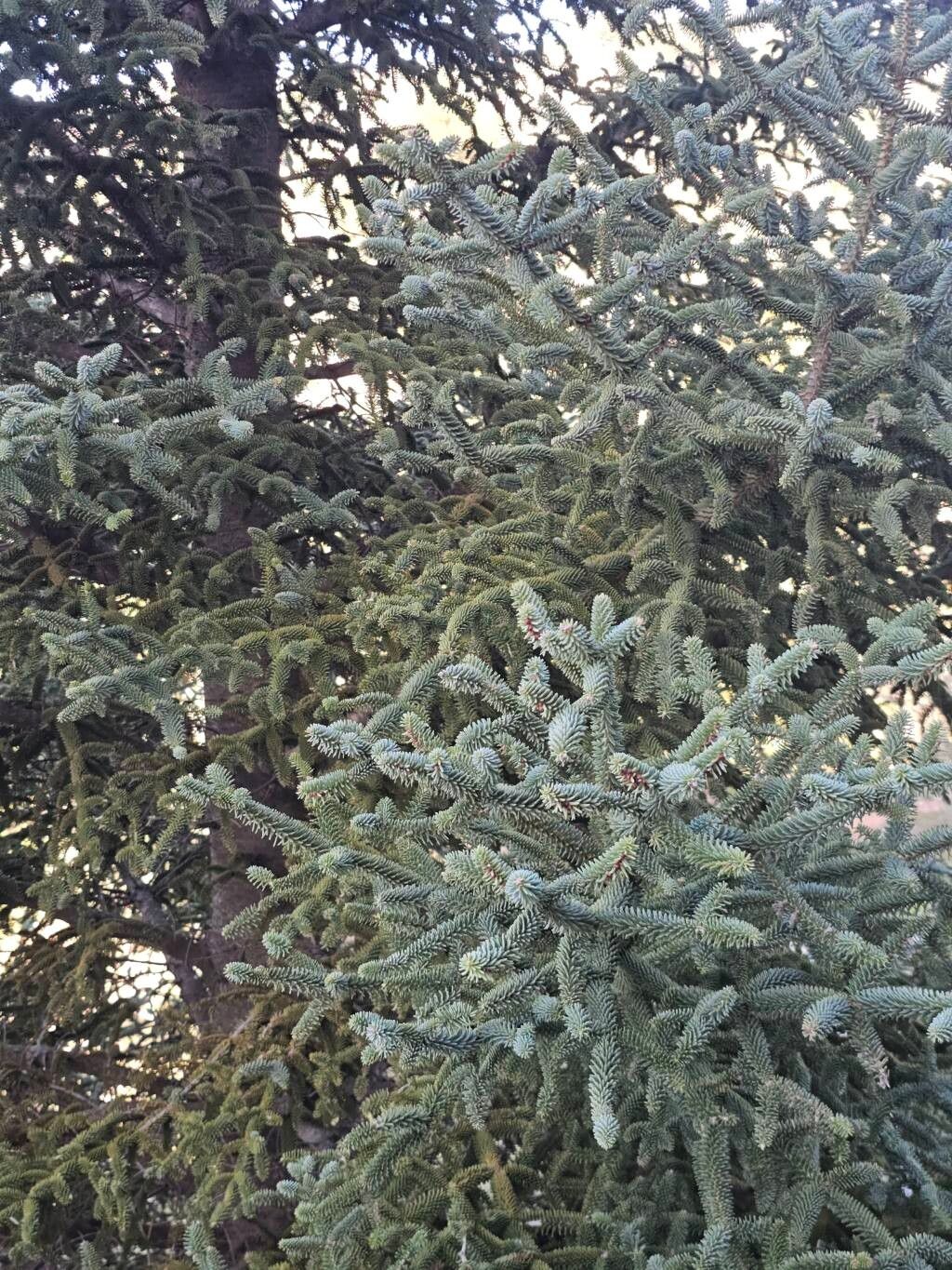 Abies pinsapo (Spanish fir) (alternate view 3)