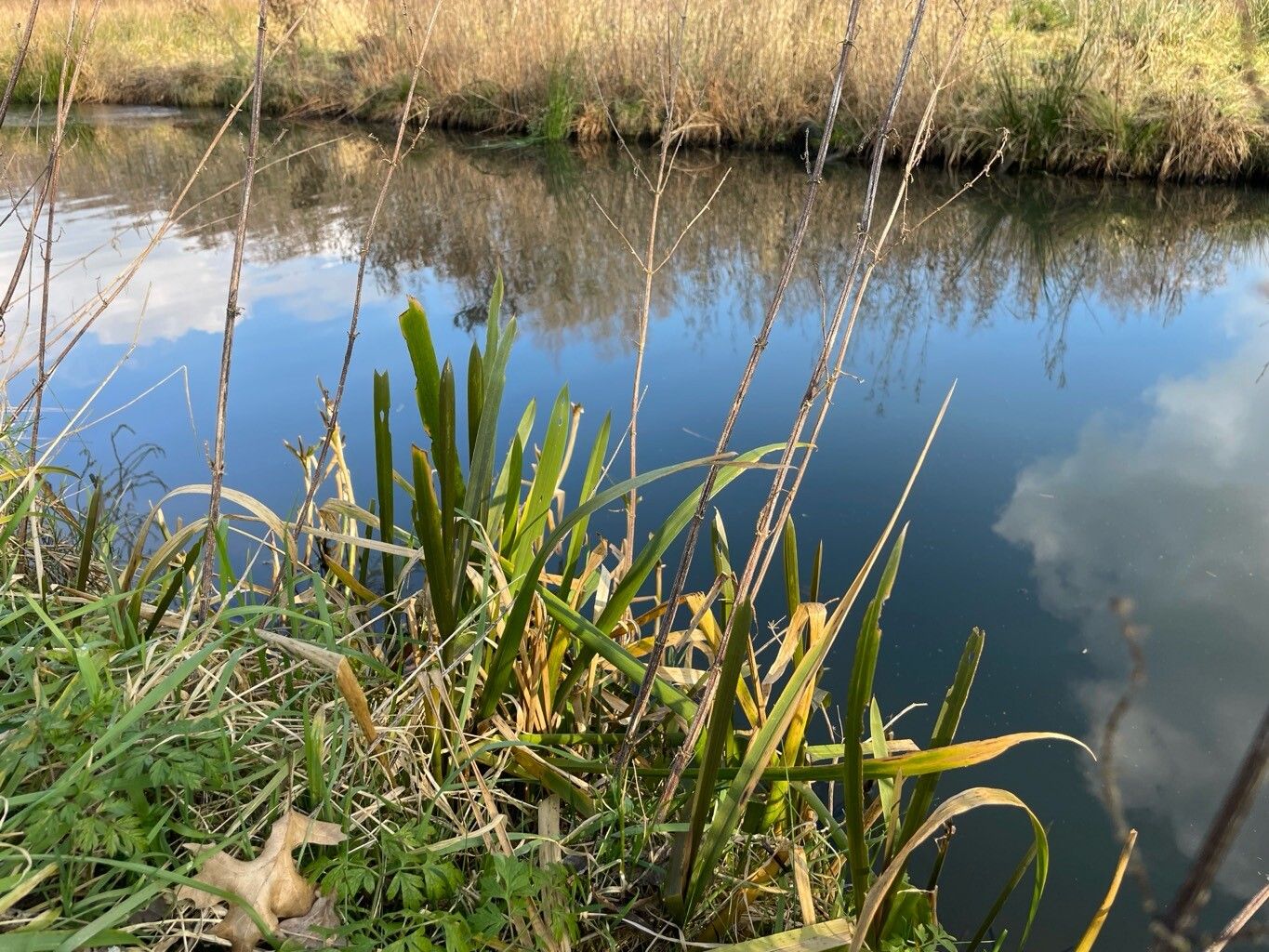 Sparganium erectum (Branched Bur-reed) (alternate view 12)