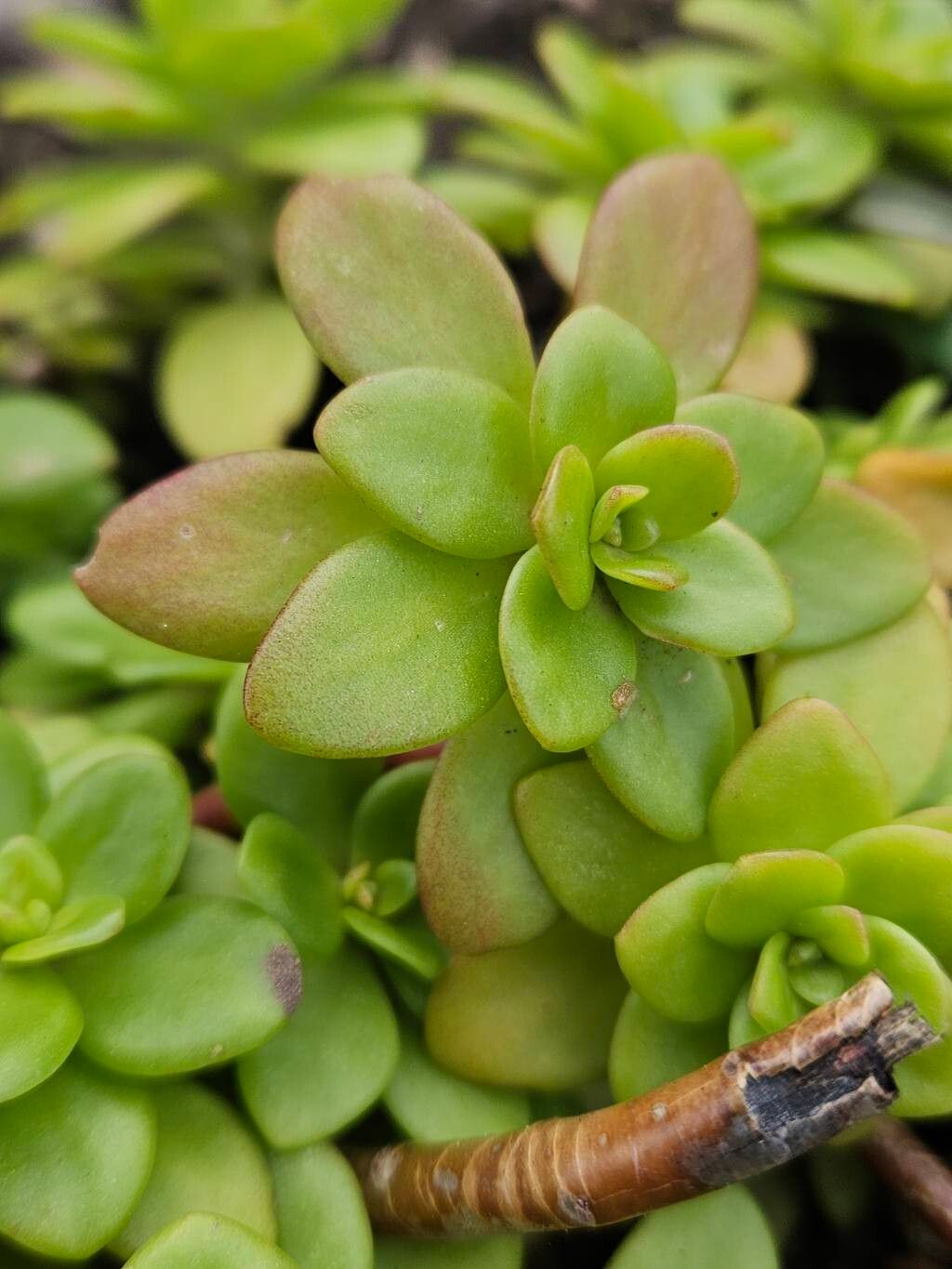 Sedum kimnachii (Kimnach's Stonecrop) (alternate view 11)