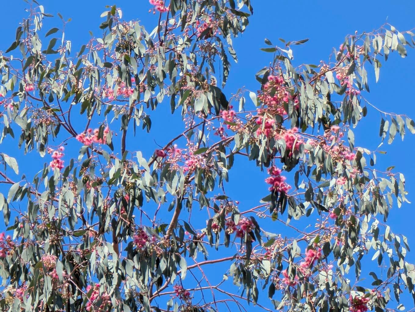 Eucalyptus sideroxylon (Red Ironbark) (alternate view 11)
