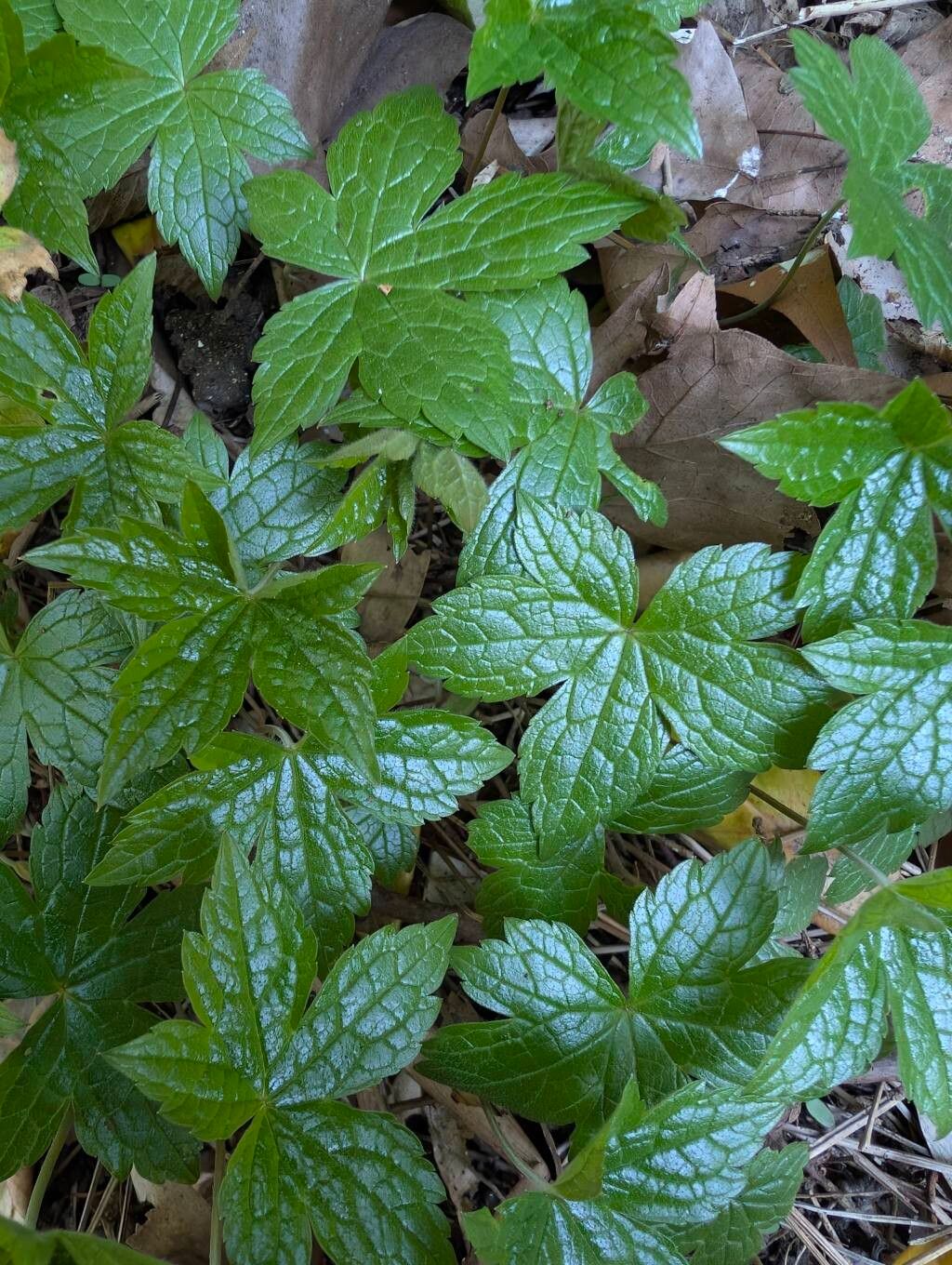 Geranium nodosum (alternate view 2)
