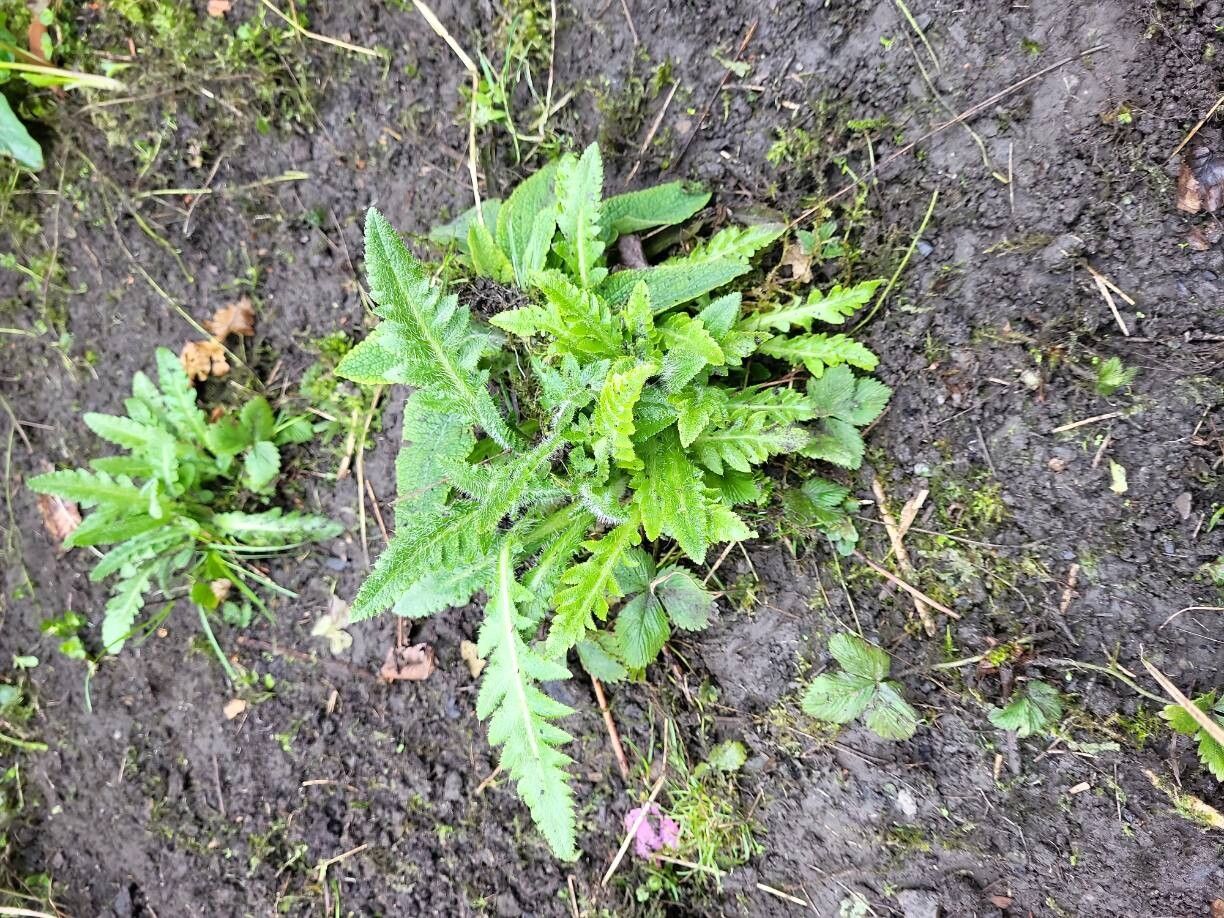Papaver orientale (Oriental poppy) (alternate view 12)