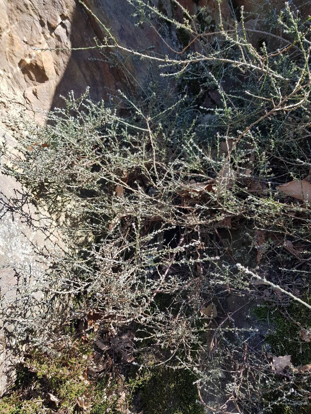 Genista pilosa (silkyleaf woadwaxen) (alternate view 14)