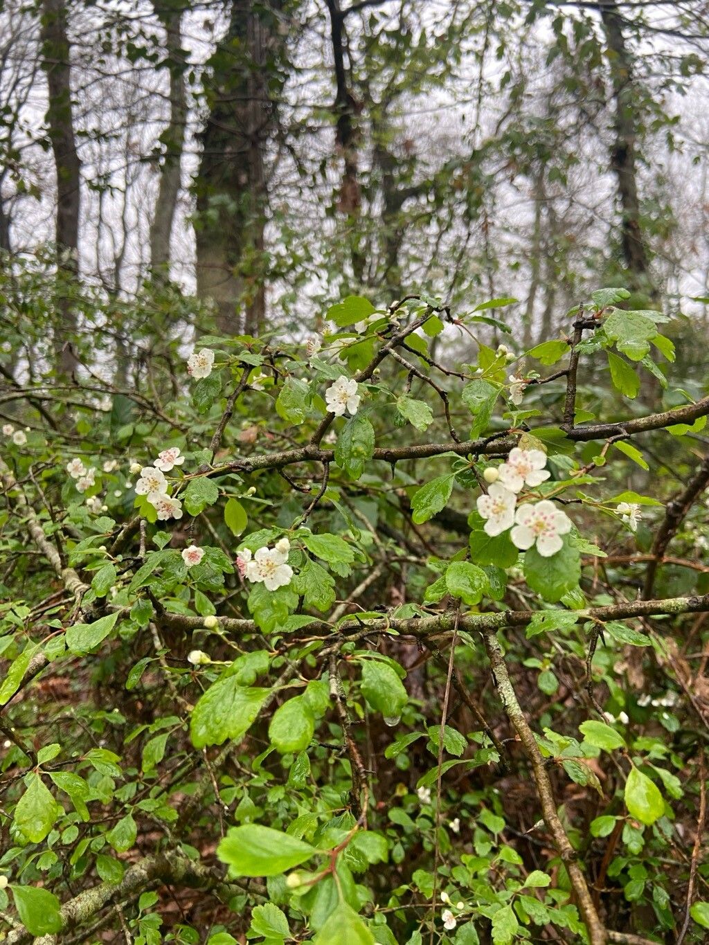 Crataegus laevigata (English Hawthorn) (alternate view 13)