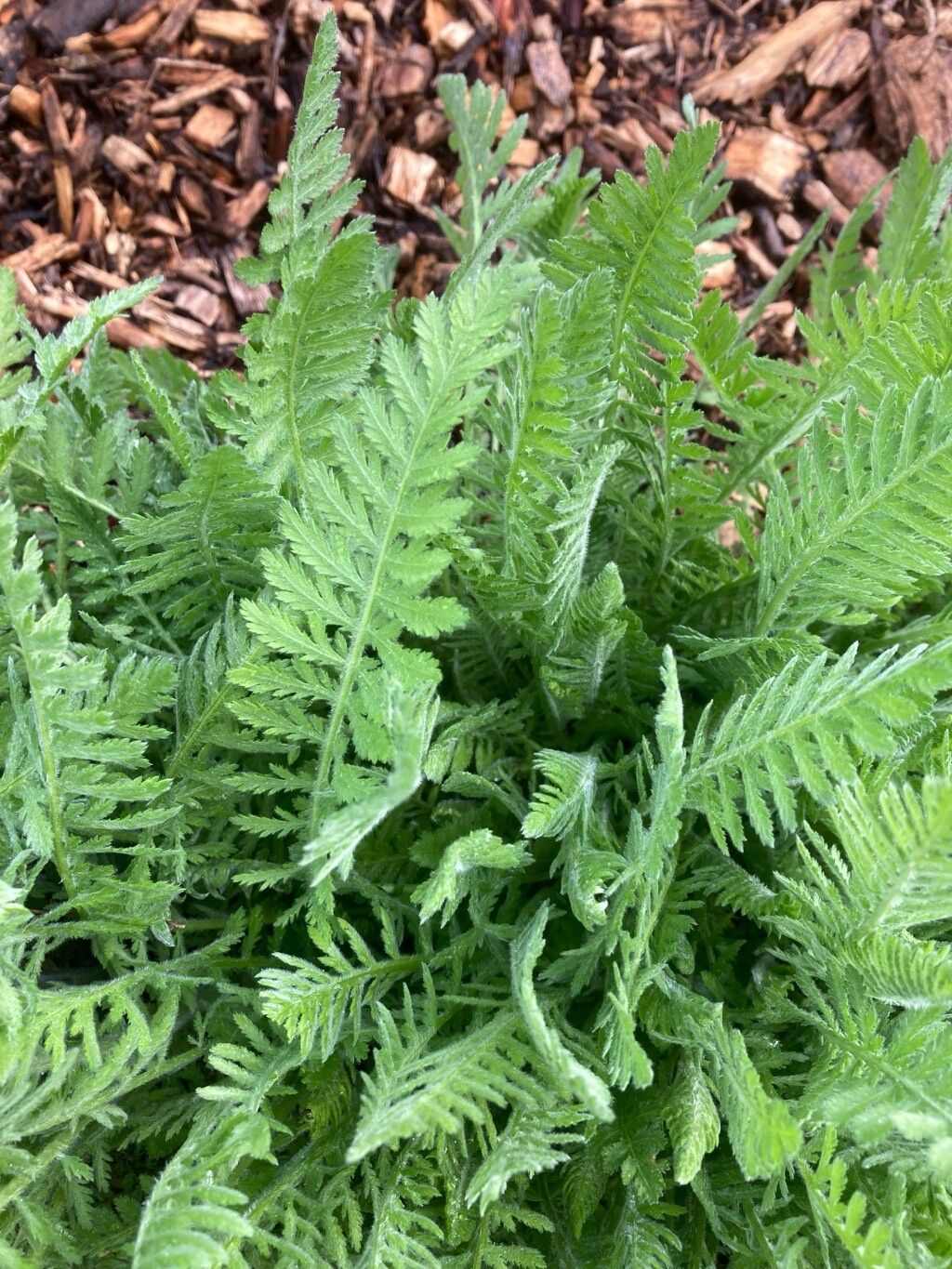 Achillea filipendulina (Fern-leaf Yarrow) (alternate view 12)