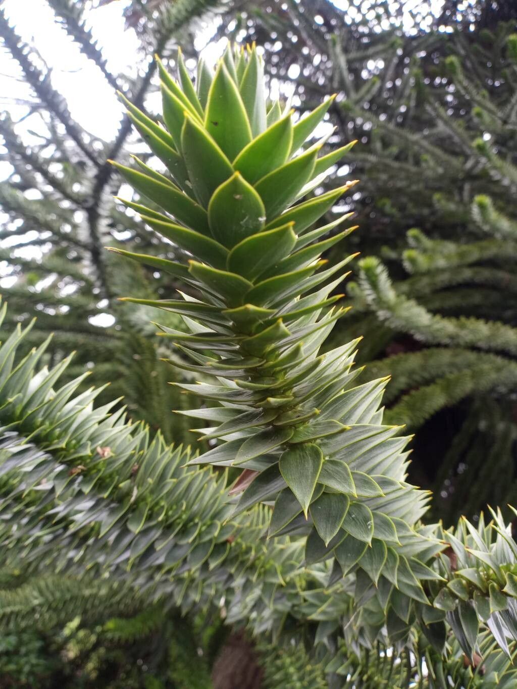 Araucaria araucana (Monkey Puzzle Tree) (alternate view 9)
