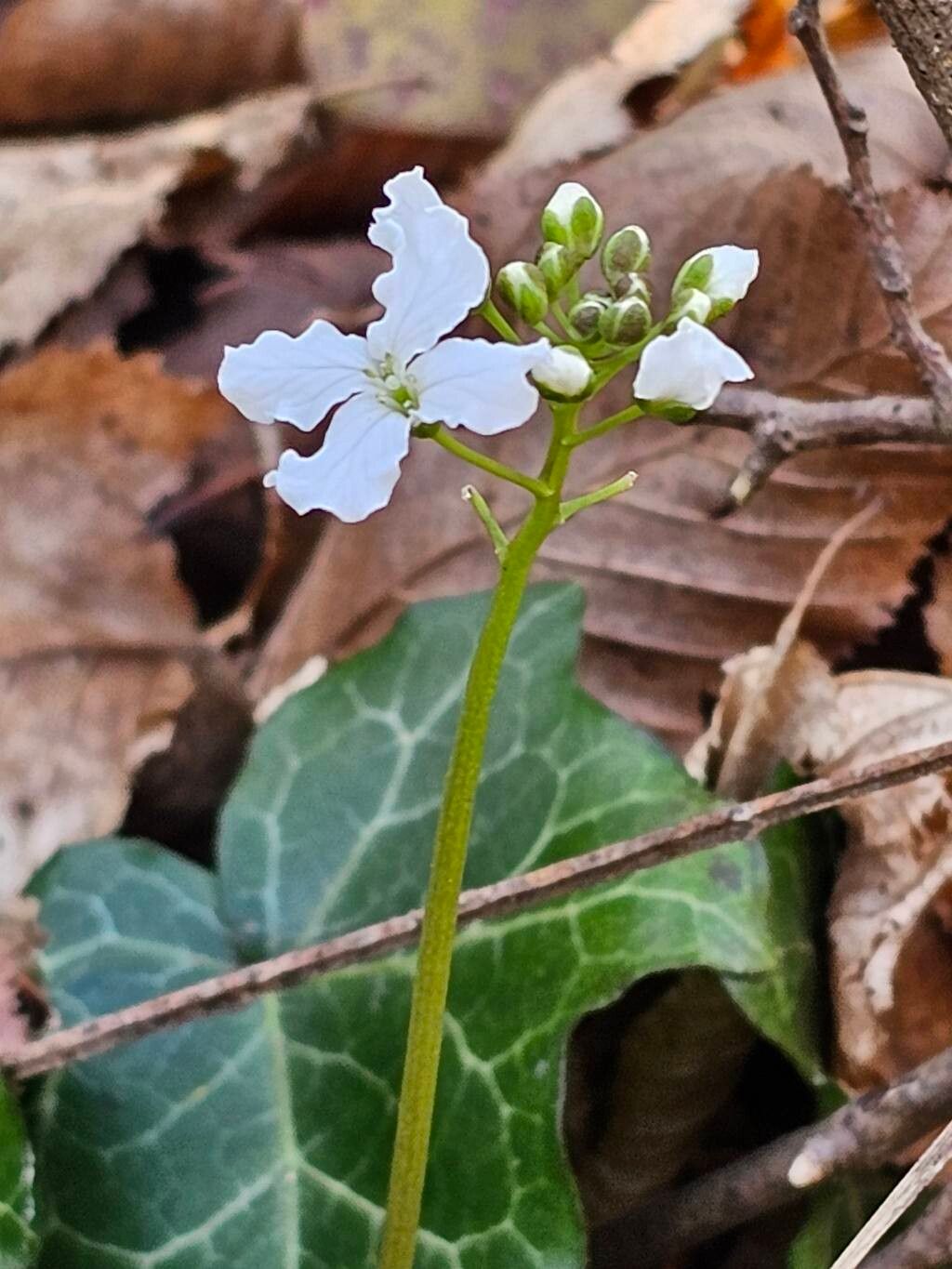 Cardamine trifolia (toothwort) (alternate view 13)