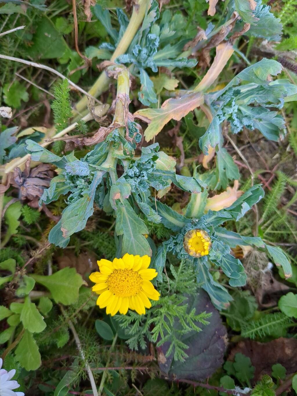 Glebionis segetum (Corn Marigold) (alternate view 13)