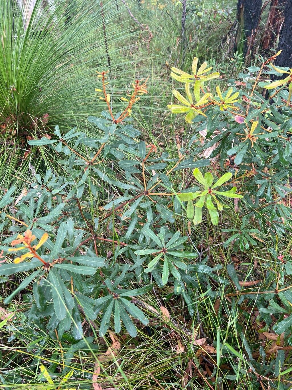 Banksia oblongifolia (Rusty Banksia) (alternate view 11)