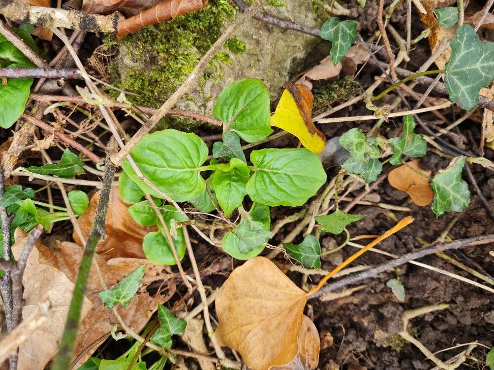 Circaea alpina (Alpine Enchanter's-nightshade) (alternate view 4)