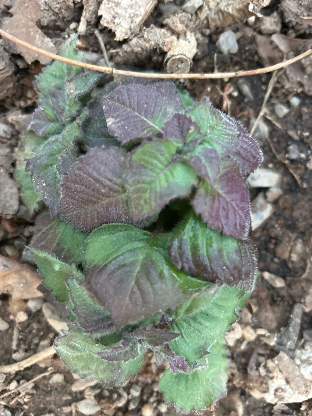 Monarda didyma (Bee Balm)
