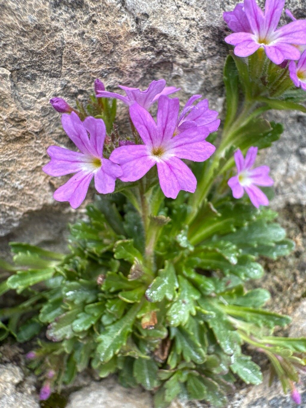 Erinus alpinus (Fairy Foxglove) (alternate view 13)