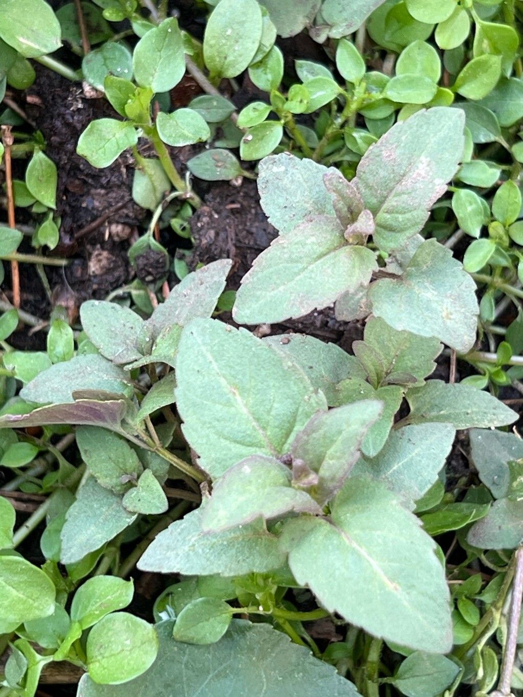 Monarda didyma (Bee Balm) (alternate view 2)
