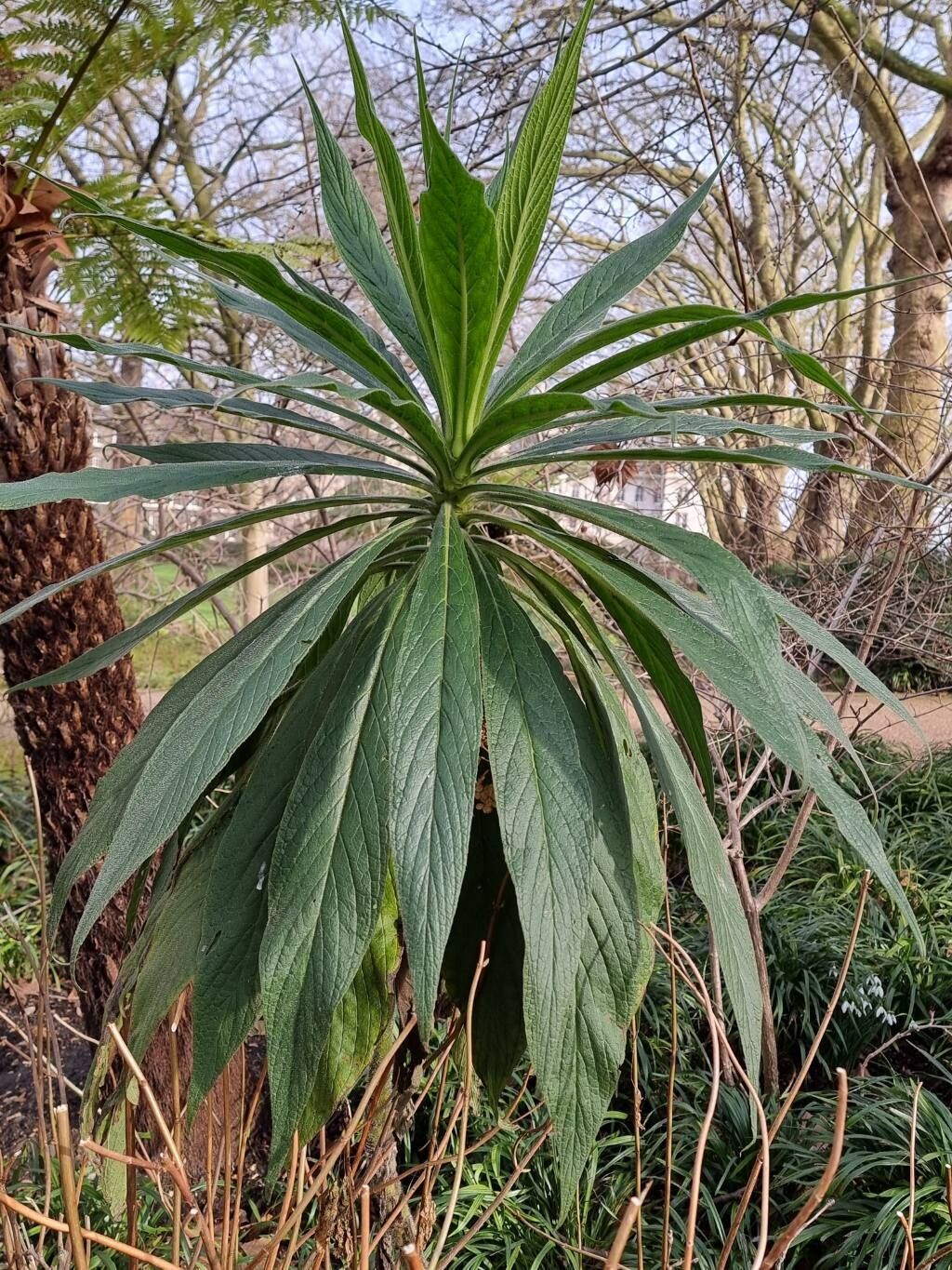 Echium pininana (Giant Viper's-bugloss) (alternate view 7)