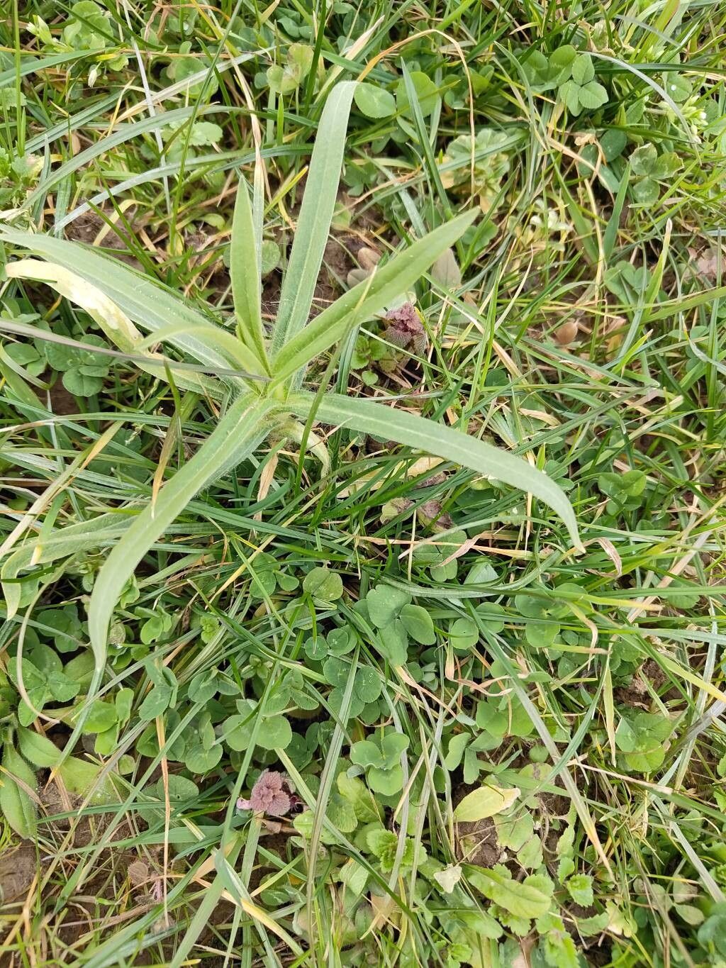 Agrostemma githago (corn cockle) (alternate view 11)