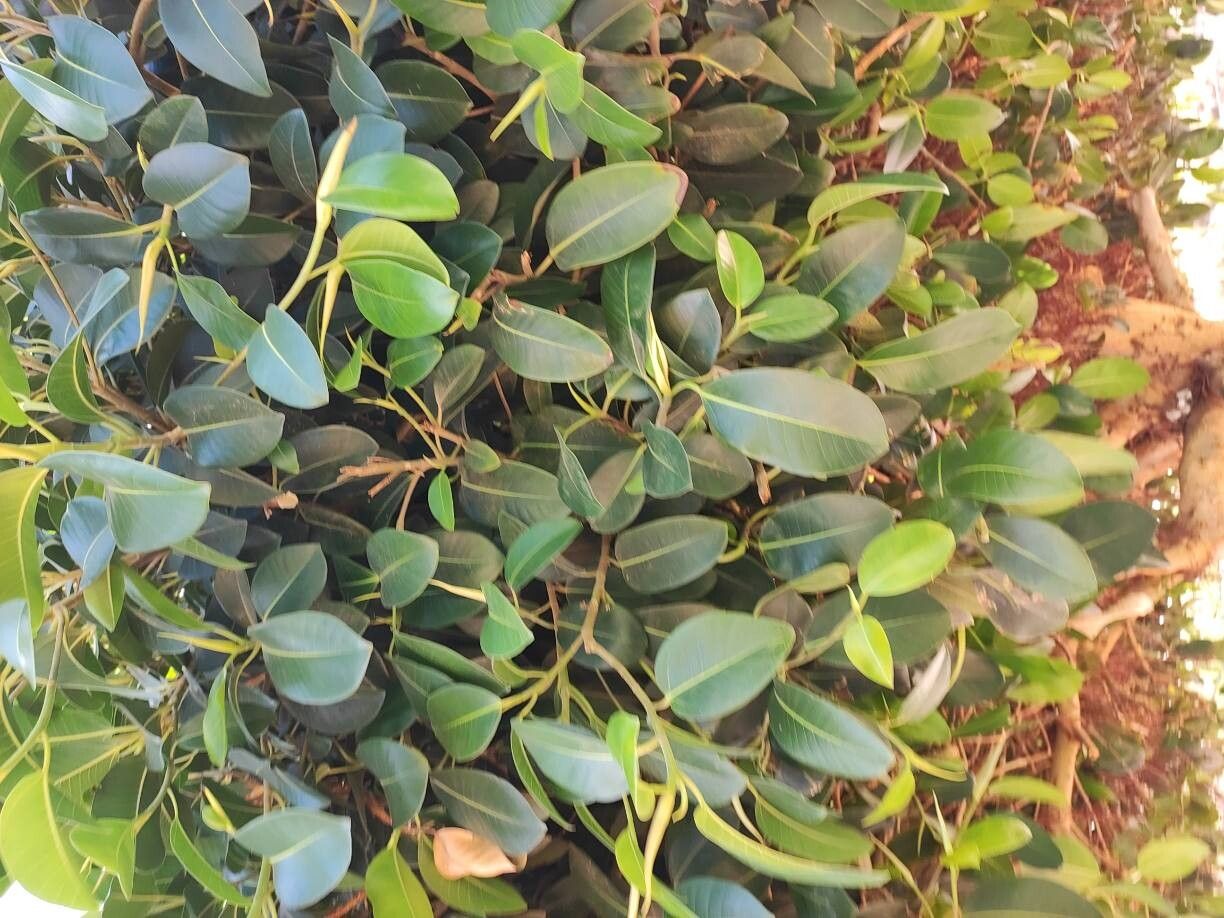 Ficus rubiginosa (Port Jackson fig) (alternate view 13)