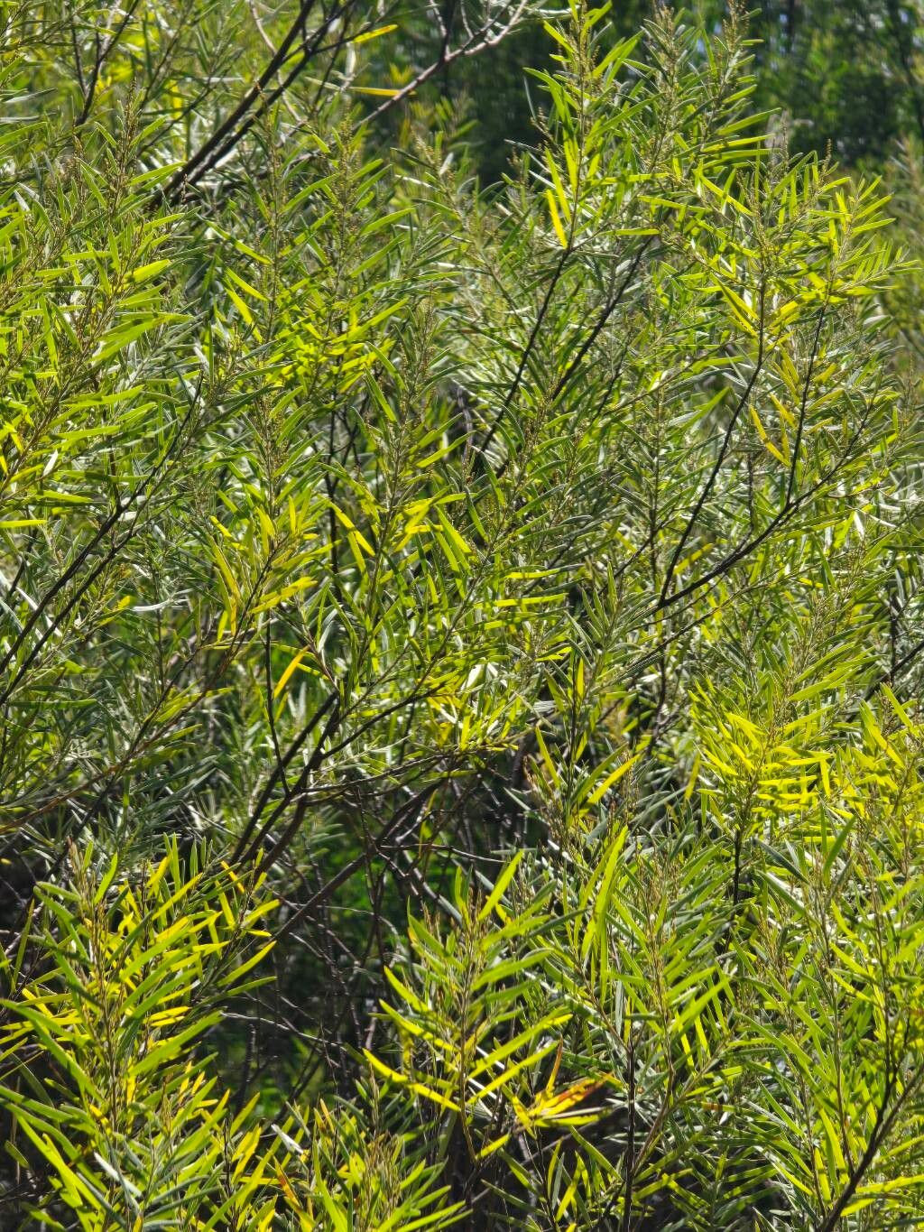 Acacia fimbriata (Brisbane wattle) (alternate view 10)