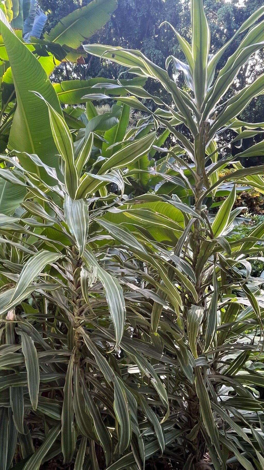 Dracaena fragrans (Corn Plant) (alternate view 4)