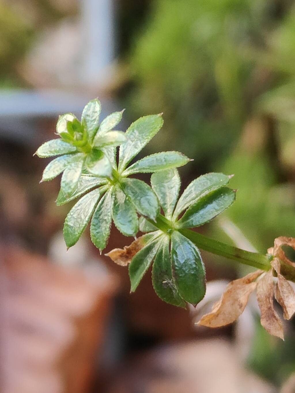 Galium album (white bedstraw) (alternate view 11)