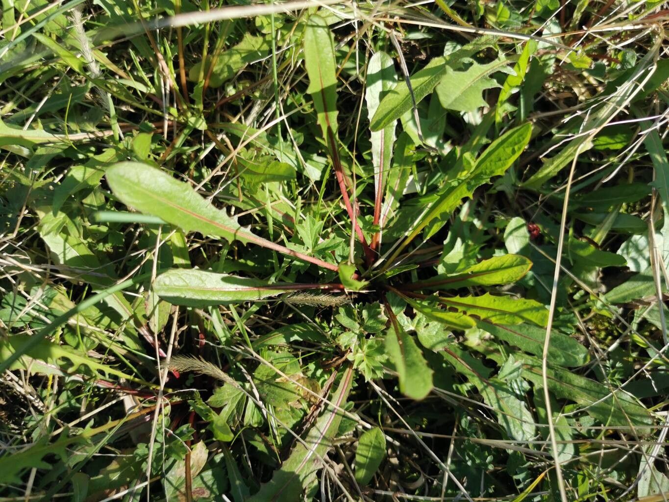 Scorzoneroides autumnalis (Autumn Hawkbit) (alternate view 14)