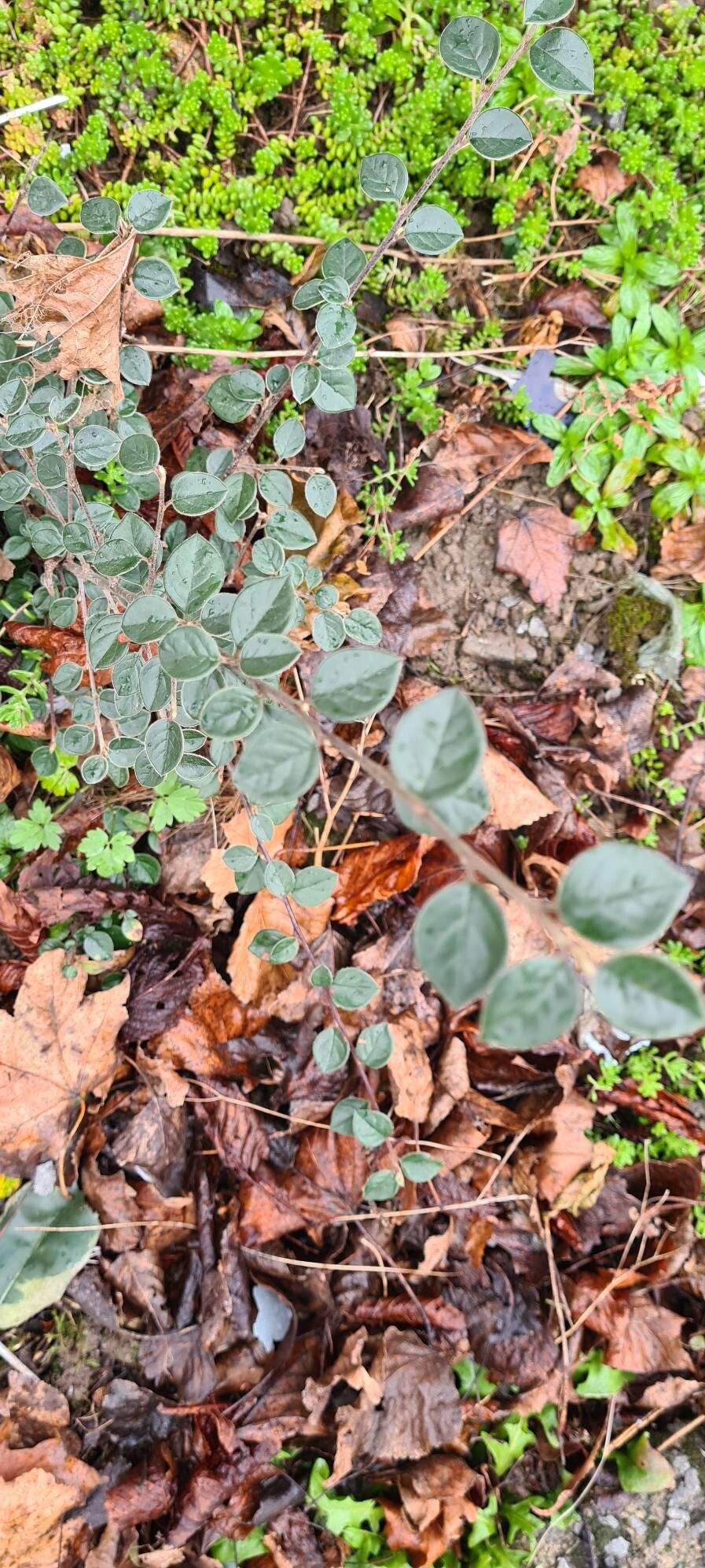 Cotoneaster simonsii (Himalayan cotoneaster) (alternate view 9)