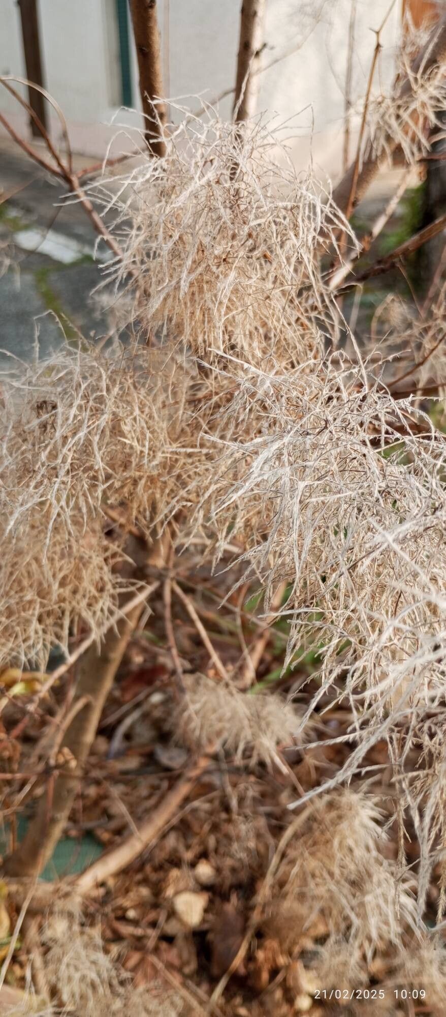 Cotinus (smoketrees)